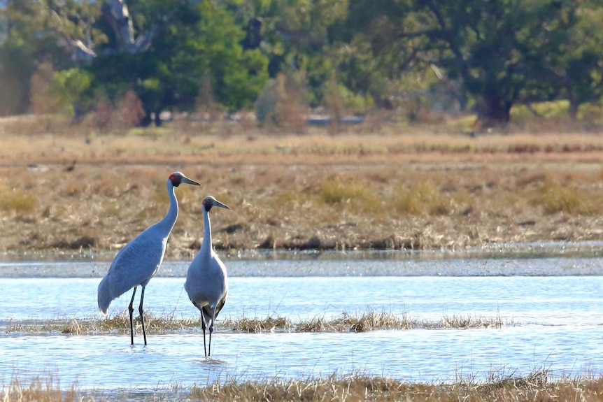 Two brolgas in a wetland.