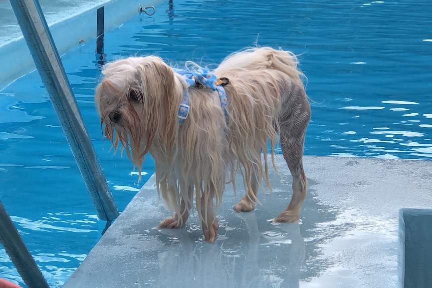 A dog stands on the side of the Glenorchy pool, dripping wet.