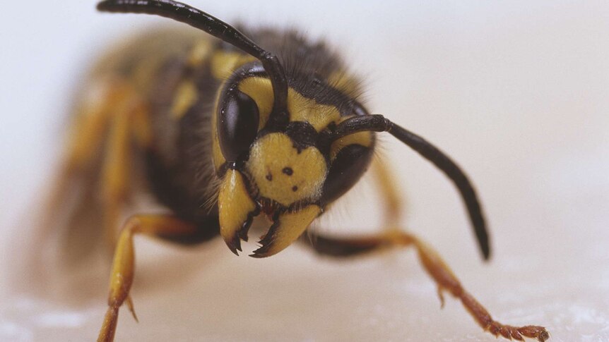 A European wasp.
