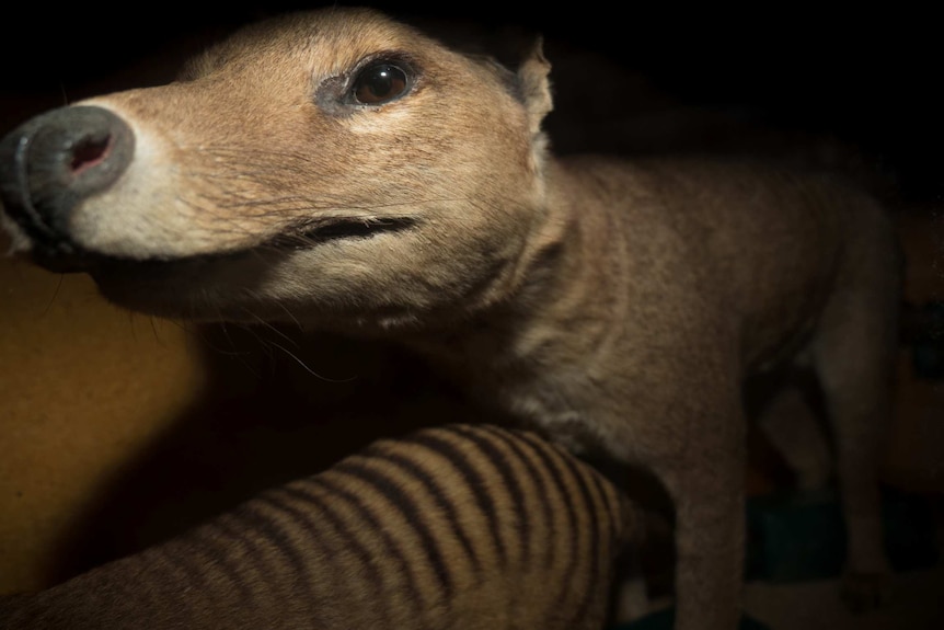 A taxidermized thylacine and kitten inside a storage container at SA Museum.