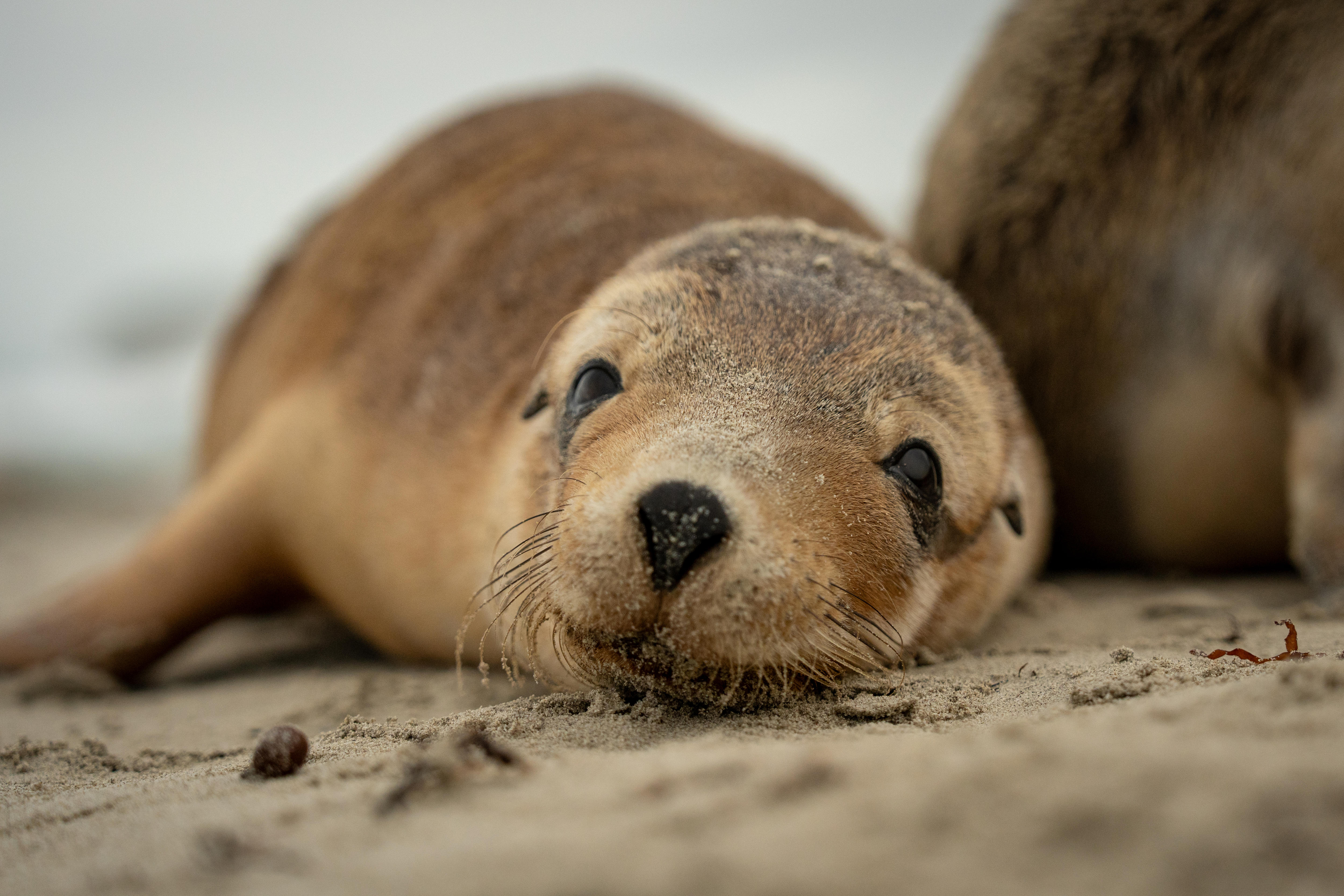 Um filhote de leão-marinho olha para a câmera.