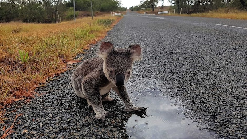 A koala looks at a camera on a road at Sheepskin Creek in Queensland.