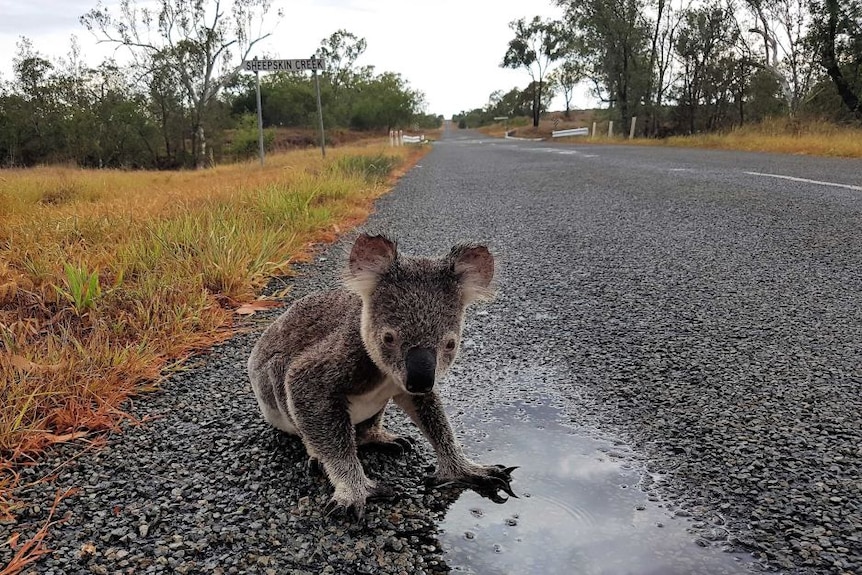 A koala looks at a camera on a road at Sheepskin Creek in Queensland.