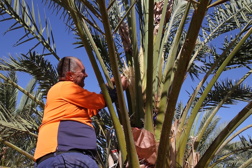 Date grower Steve Brauer climbing a date palm tree to pollinate it