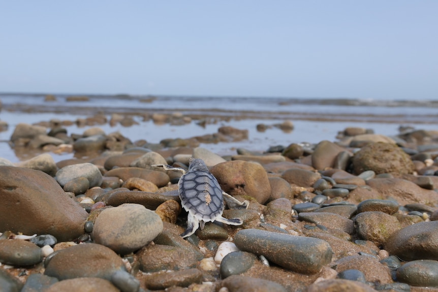A turtle hatchling along rocks at Bells Beach.