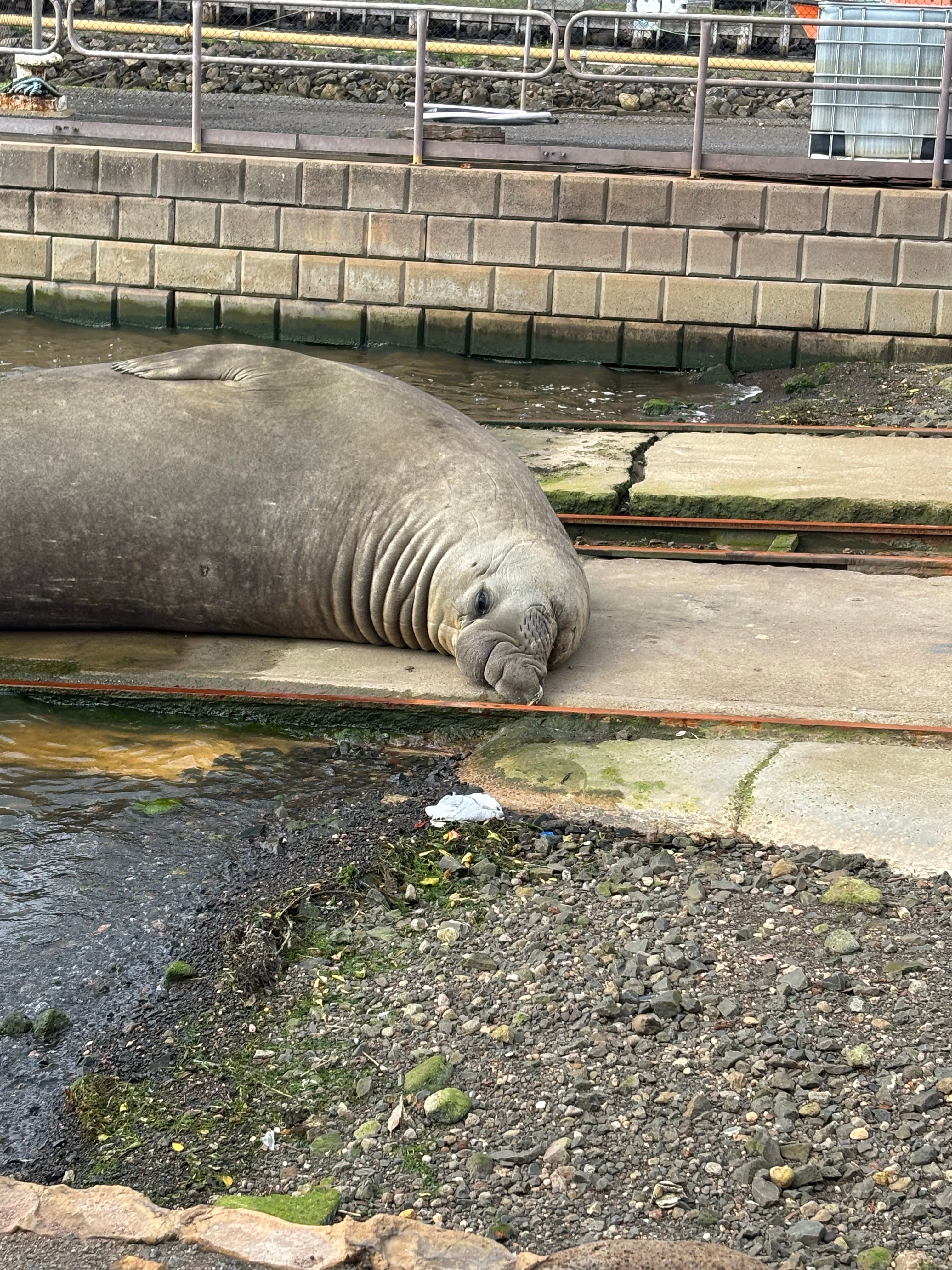 A large elephant seal lays next to a dead seagull.