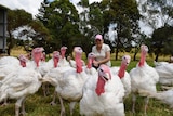 Judy Ledoux with her turkeys on her property north of Bairnsdale, in Victoria's East Gippsland.