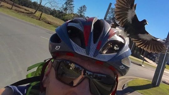 Cyclist Adam Pelzer gets swooped by a magpie.