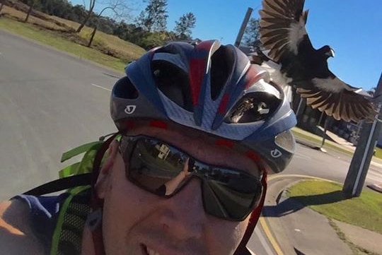 Selfie showing magpie attacking cyclist