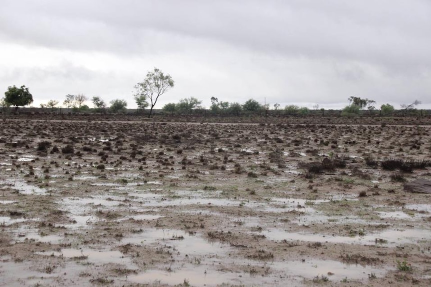 Rain falls on a drought affected paddock at Glenaras station north of Ilfracombe.