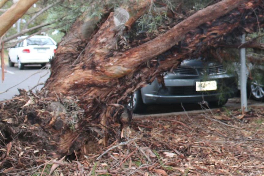 Branch across cars at Royal Park