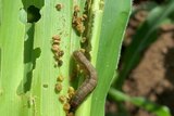 Fall armyworm on corn plants