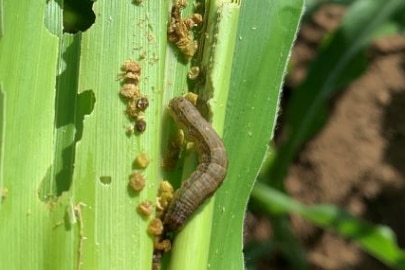 Fall armyworm on corn plants