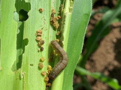 Fall armyworm on corn plants