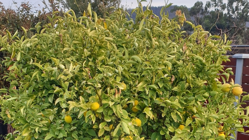 Frost-affected lemon tree, burned leaves on top and heavy fruit below