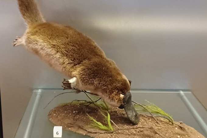 Taxidermied platypus displayed to look like it is swimming 