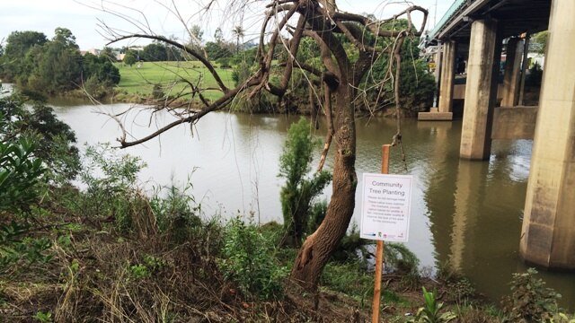 Trees cut down on the banks of the Wilsons River