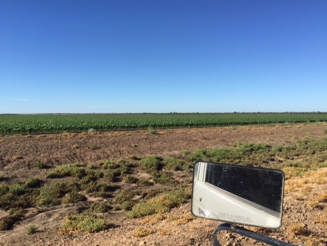 A view of the Tritton's sorghum crop from the car growing in the distance.