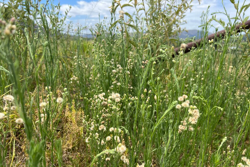 A paddock full of weeds with a small white flower