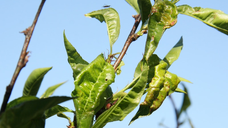 green leaves curlin on twig