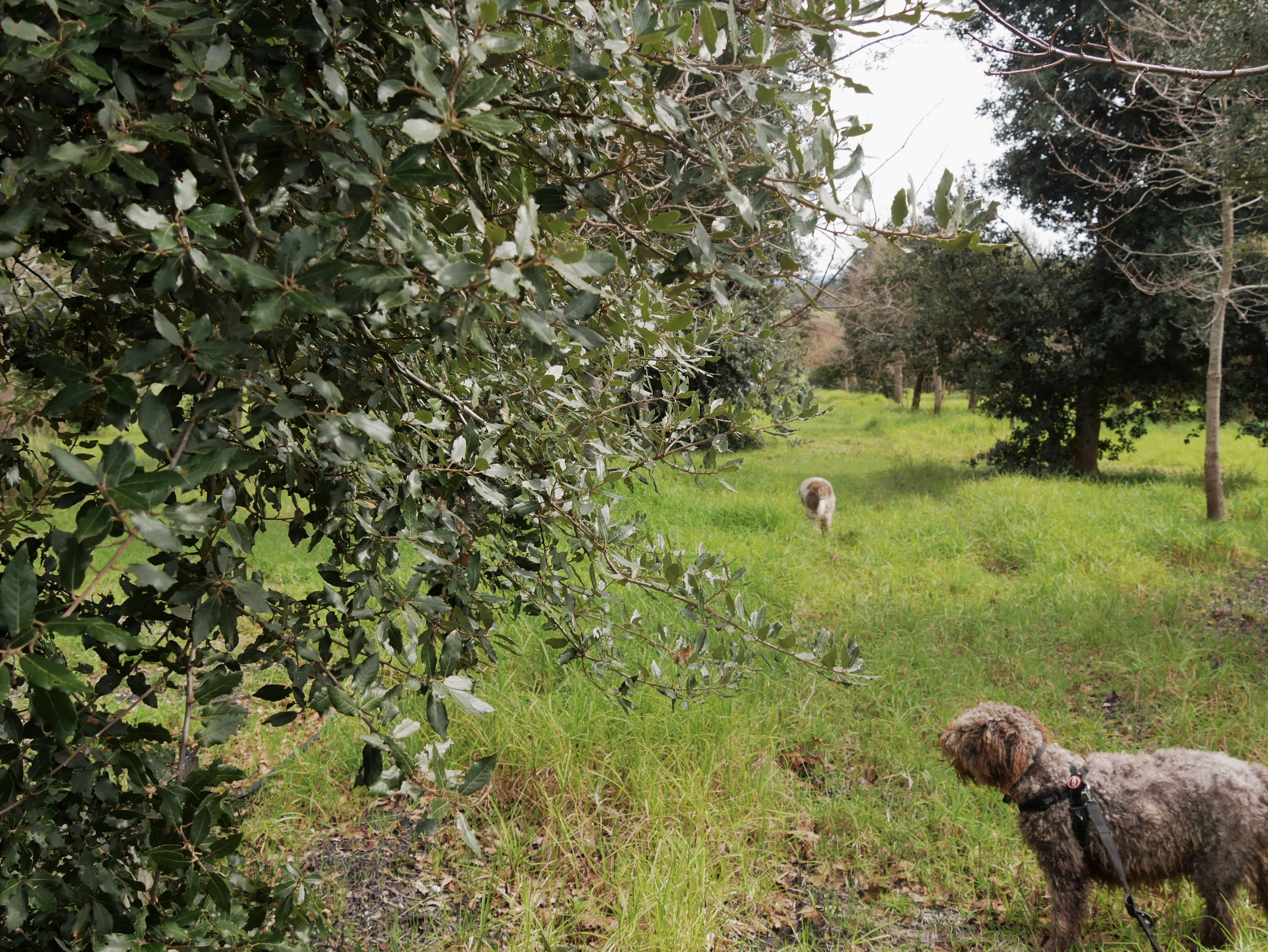 Cool Wet Climate Marks Out Great Southern As The Next Hotspot For WA S   526a1676f61fdab768e10c7d2ed56587