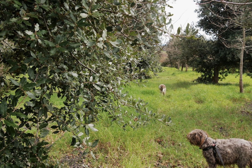 truffle dogs running in trees.