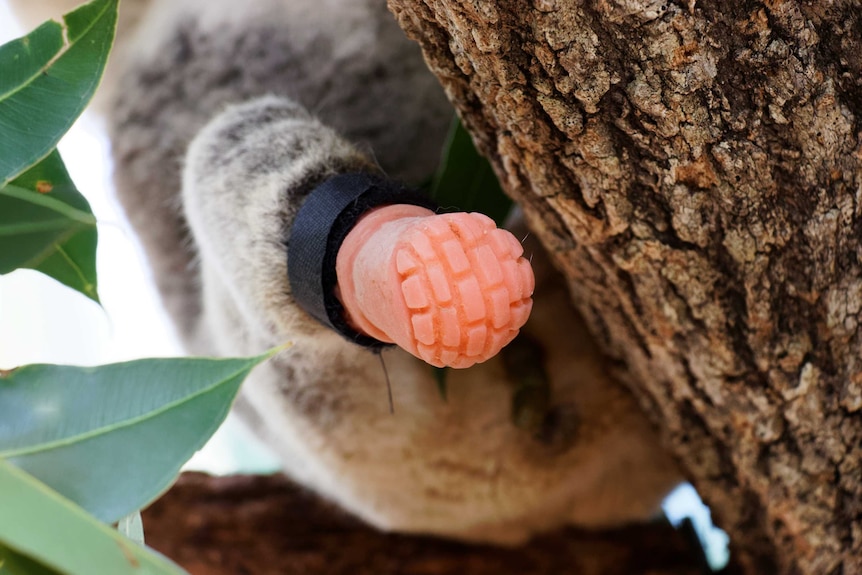 Small pink prosthetic attached to koala's fur with velcro strap