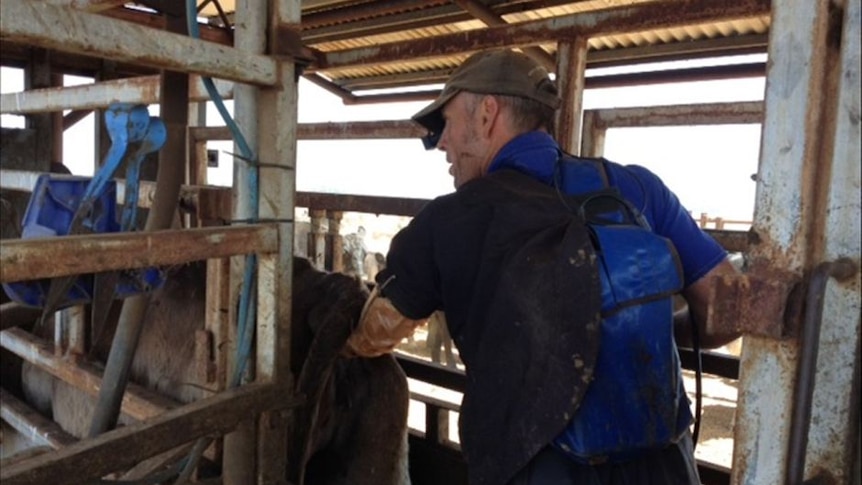 Vet with glove and hand in cow pregnancy testing