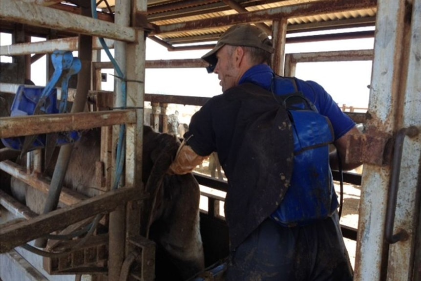 Vet with glove and hand in cow pregnancy testing