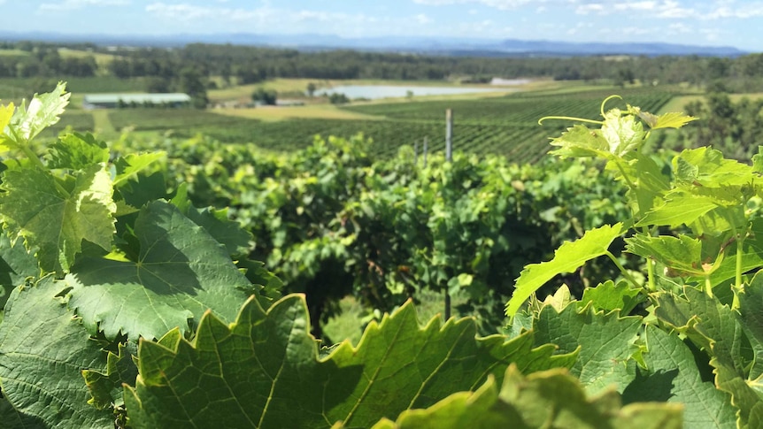 Hunter Valley vineyard, wine, grapes generic