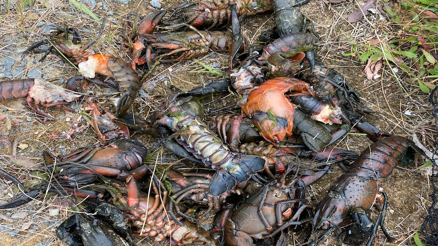About 15 dead crayfish on the ground