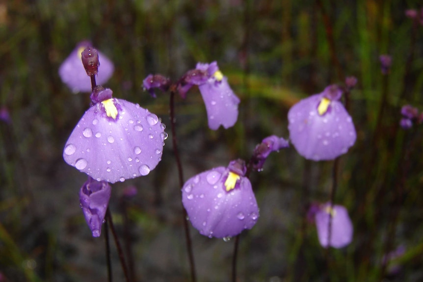 Group of small purple flowers with yellow centres