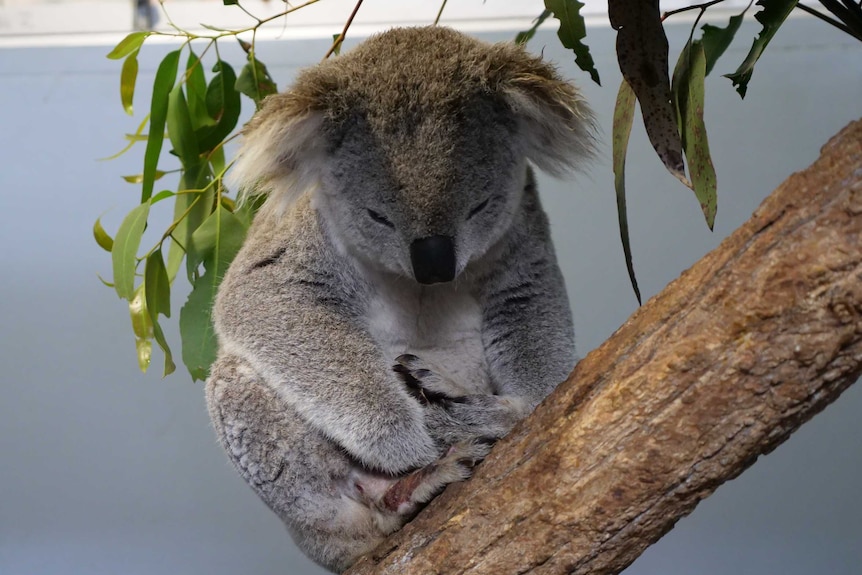 A koala sitting on a tree branch, sleeping, inside an animal treatment room.