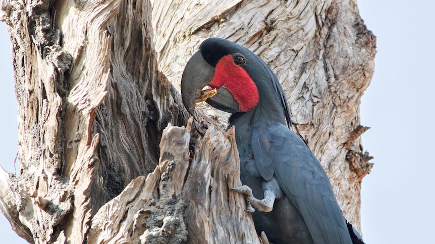 A black bird with bright red cheeks in a tree