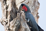 A black bird with bright red cheeks in a tree