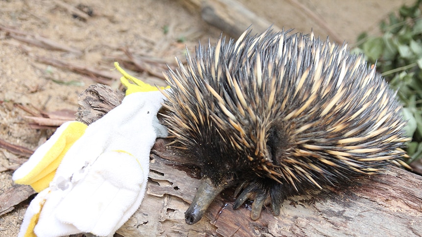 A Currumbin Wildlife Sanctuary breeding echidna with his cockatoo puppet