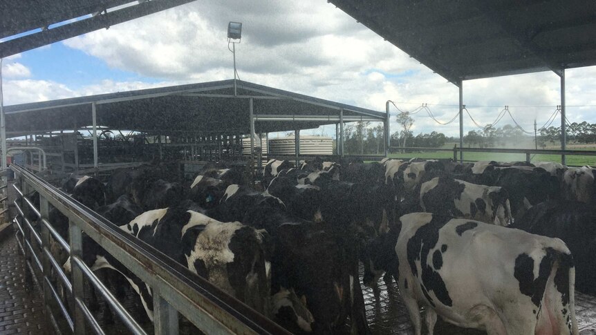 Sprinklers cool down dairy cows at a Scenic Rim farm