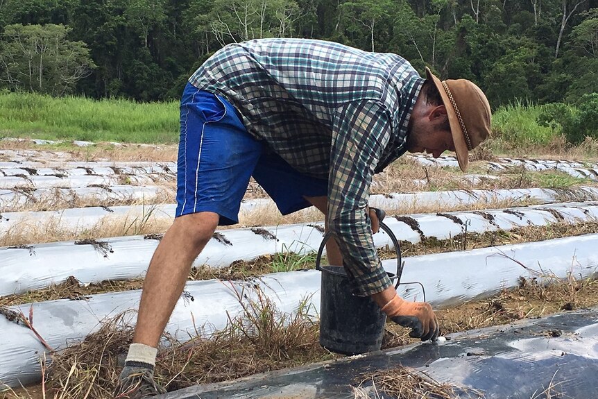 Canadian backpacker Struan Eamer in a field planting strawberries.