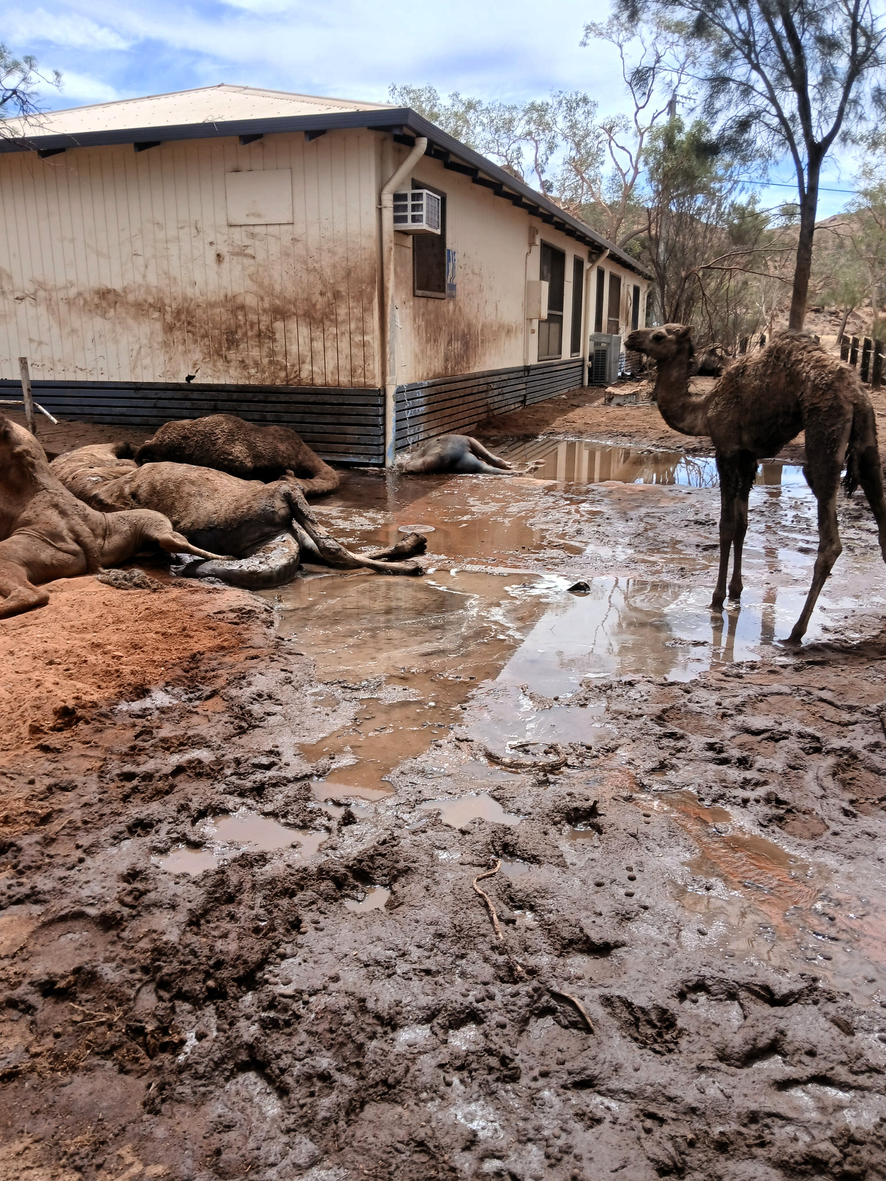 Un camello demacrado se encuentra junto a una pila de camellos muertos en el barro cerca de un pequeño edificio en el interior.