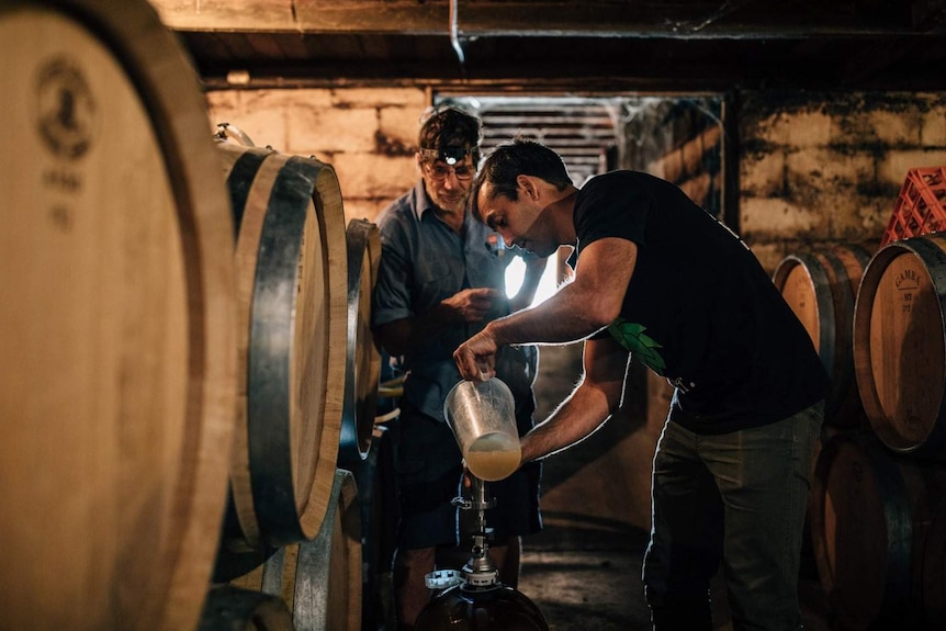 Two men in a dark cellar at work surrounded by barrels of beer.