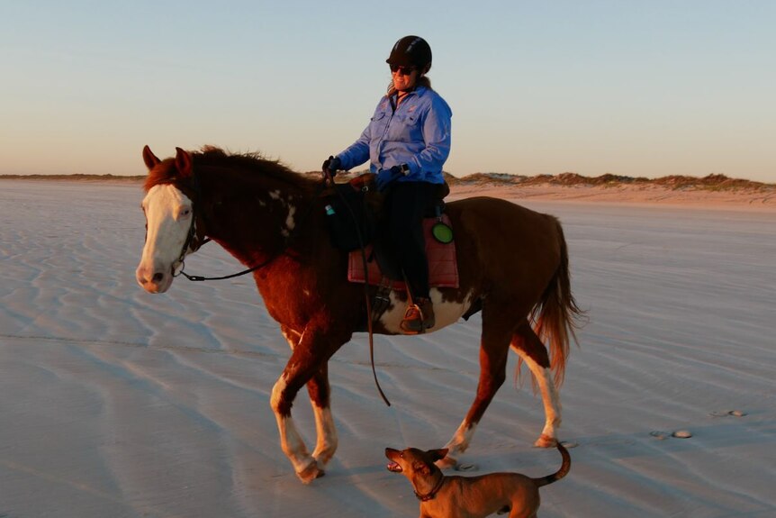 Professor Juli Coffin rides a horse along a beach with a dog running beside her.
