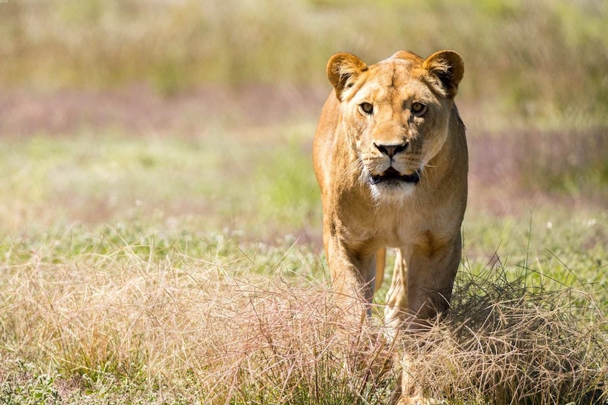 A Monarto Safari Park lioness walks towards the camera through grass in the park.