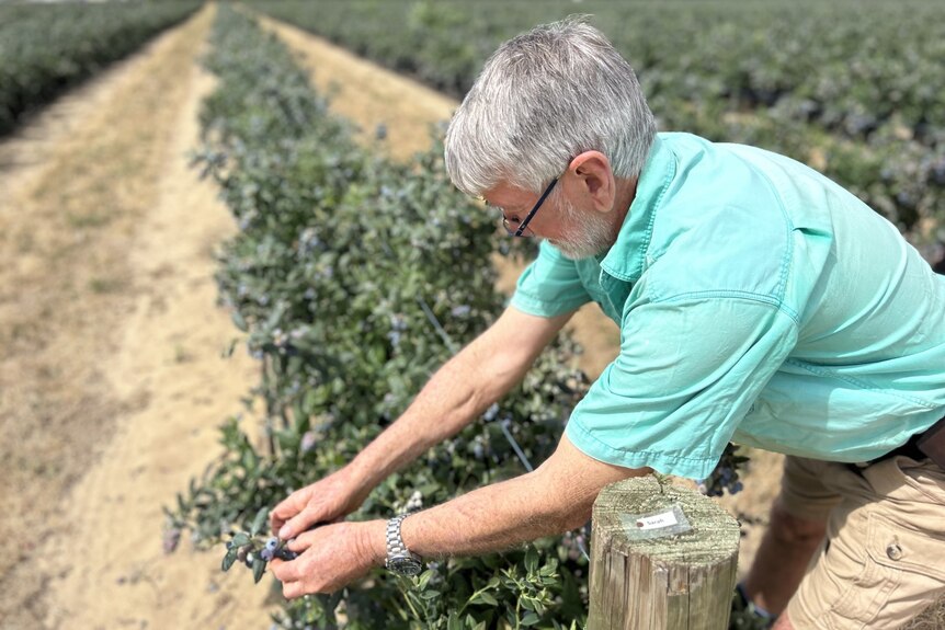 Man inspects blueberry bush