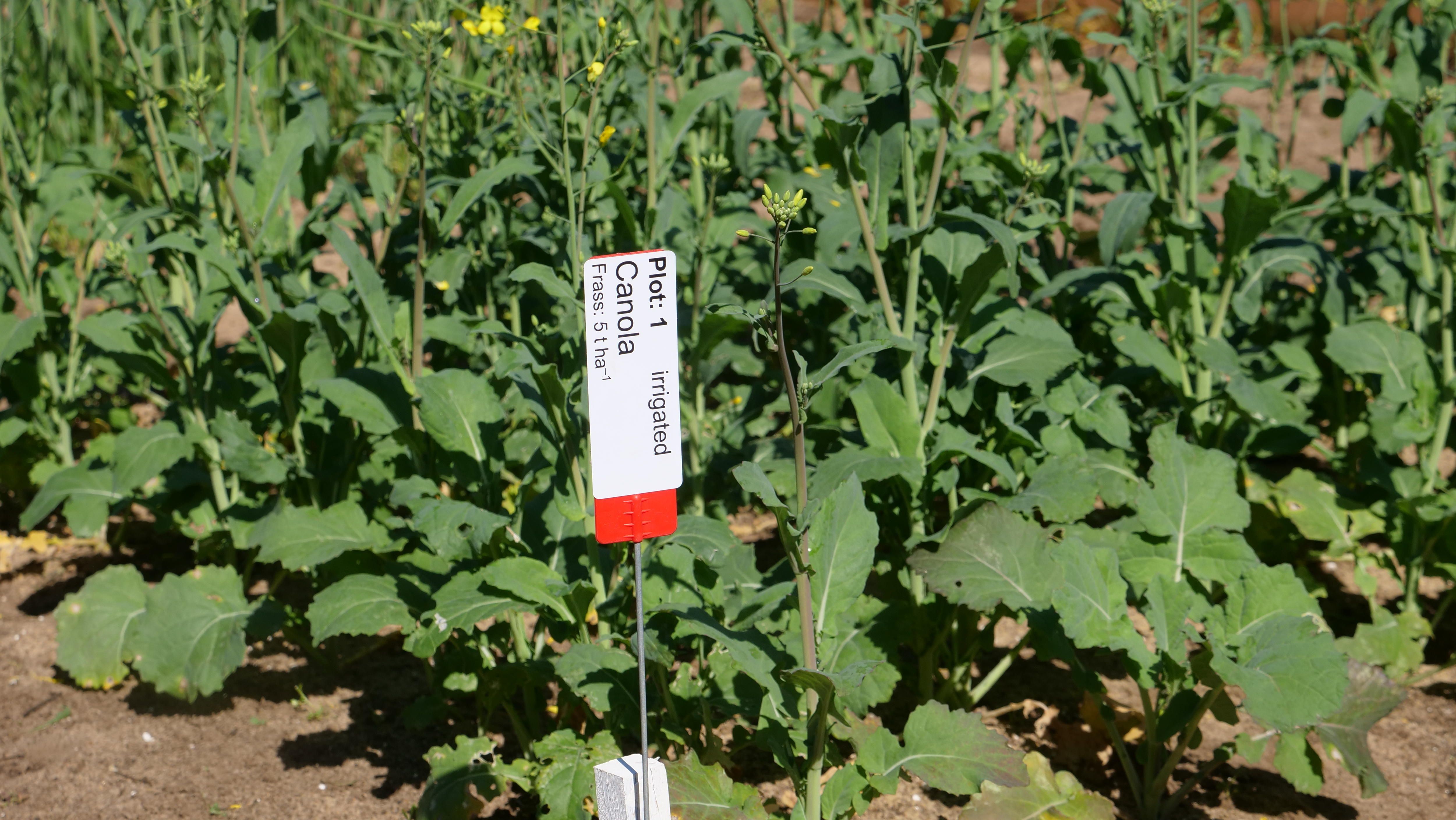 Thriving canola trials grown with black soldier fly frass.
