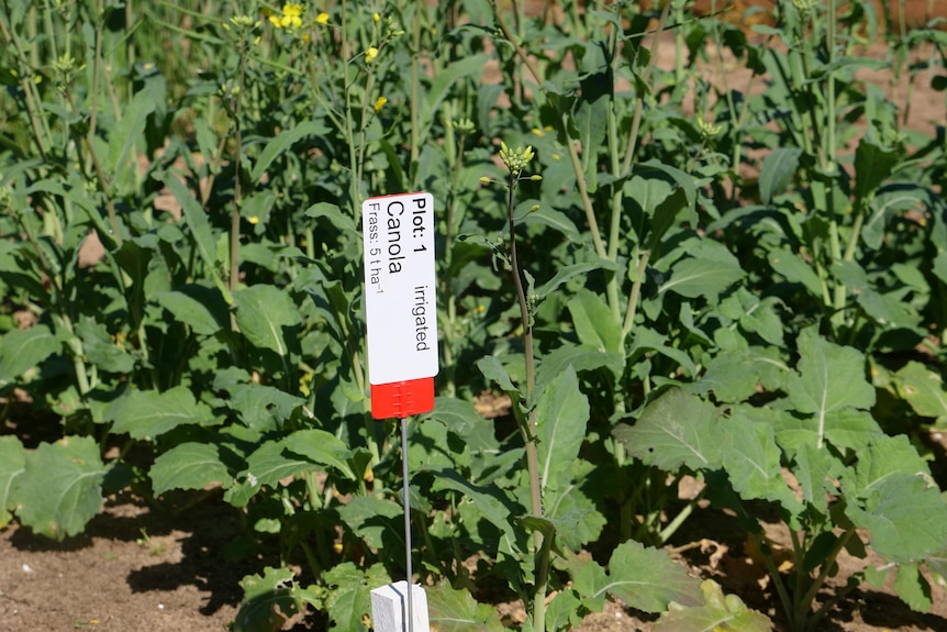 Thriving canola trials grown with black soldier fly frass.