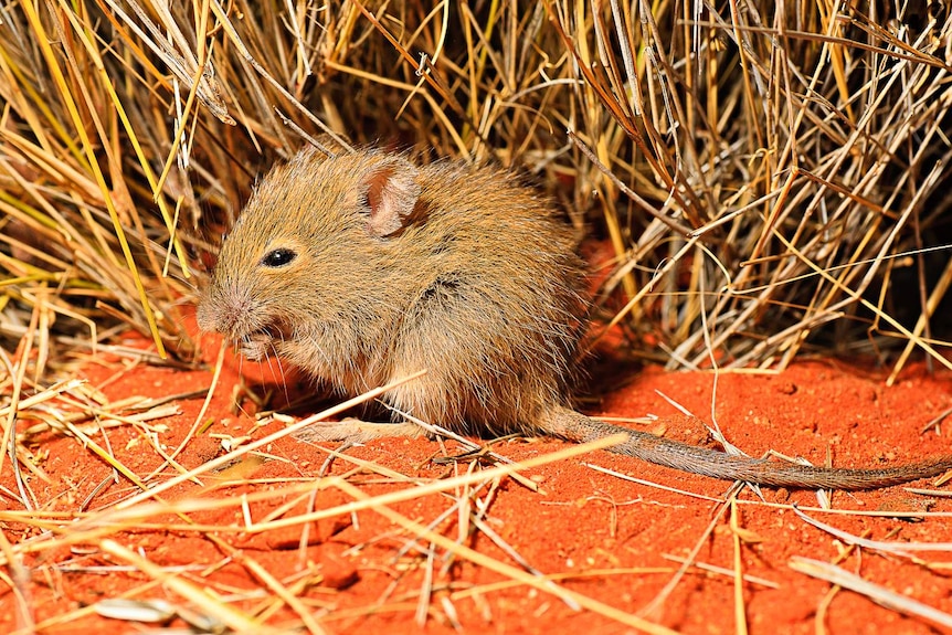 A small mouse sitting amongst dry grass on red sand.