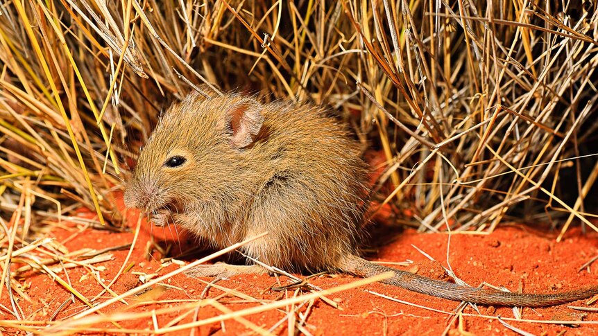 A small mouse sitting amongst dry grass on red sand.