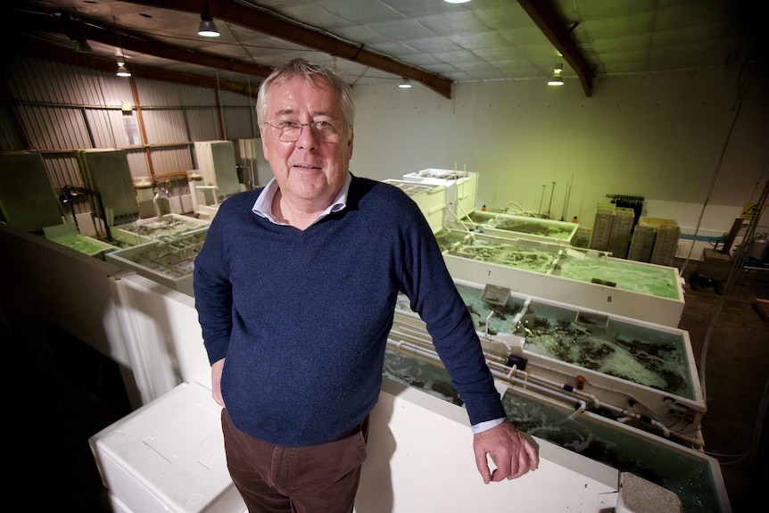 An older man wearing a blue jumper stands in a shed with seafood in tanks behind him.