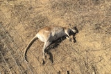 A photo of a dead wallaby in far north Queensland