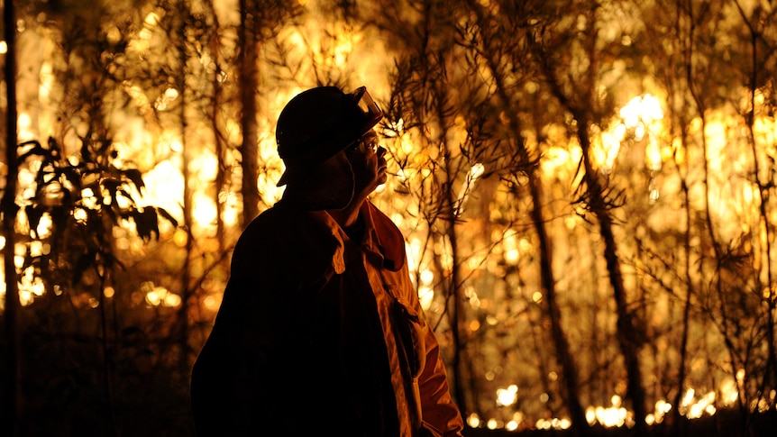 A NSW Rural Fire Service firefighter assesses a fire burning in Springwood.
